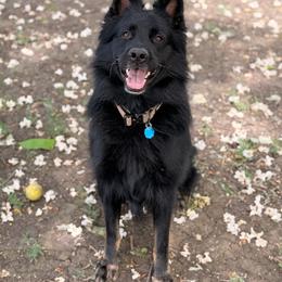 Diesel🖤✨ - German Shepherd
