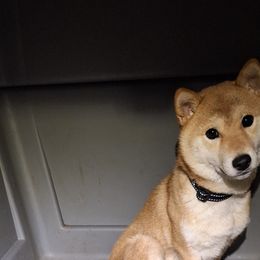 Ruby - Shiba Inu