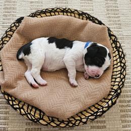 Hawk - Black white and tan male English Springer Spaniel puppy in Columbia, North Carolina from Kaitlin Bateman