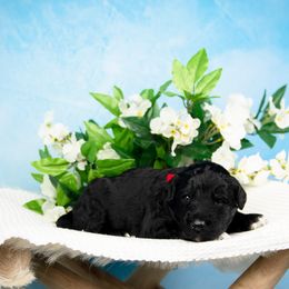 Bordoodle Puppies from 2J 2K Bordoodles