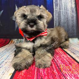 Nikko AKC RARE Red Pepper - Salt and pepper male Miniature Schnauzer puppy in Dayton, Texas from Von Baron Schnauzers