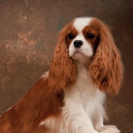 Cavalier King Charles Spaniels from Top Meadow Cavaliers