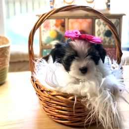Primrose - Fawn Companion Cross puppy in Middle Island, New York from Growing Whiskers
