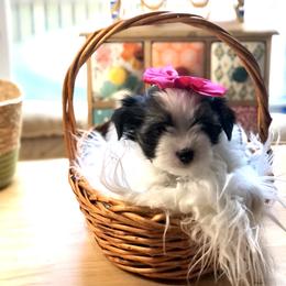 Primrose - Fawn Companion Cross puppy in Middle Island, New York from Growing Whiskers