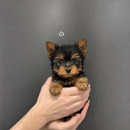 Lyla - Black and gold female Yorkshire Terrier puppy in Glendale, California from Los Angeles Teacup Yorkie