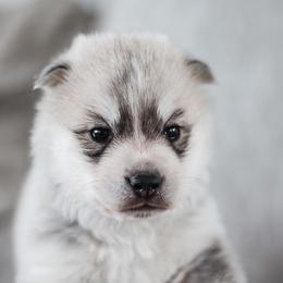 Siberian Husky Puppies from North River Siberians