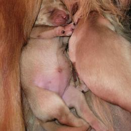 Burgundy - Golden female Golden Retriever puppy in Greensburg, Kentucky from Southern Springs Goldens