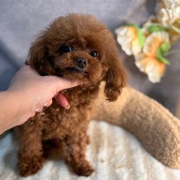 Teddy (Asian ) - Red  male Poodle puppy in California from Yorkie & Maltese Royalty