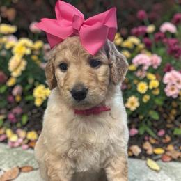 Glory - Apricot female Goldendoodle puppy in Prosperity, Pennsylvania from Stelladoodles & Company