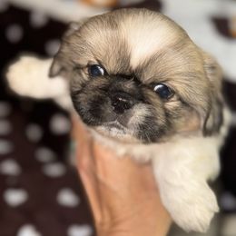 Boy 2 - Red brindle male Pekingese puppy in Leachville, Arkansas from Green’s Pekingese