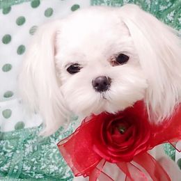 Yoshi - Maltese
