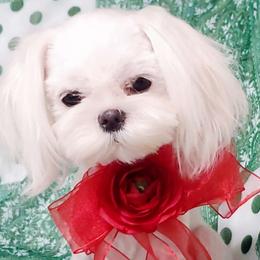 Yoshi - Maltese