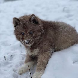 Siberian Huskies from Natural Wooly Siberian Huskies