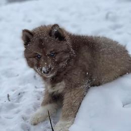 Siberian Huskies from Natural Wooly Siberian Huskies