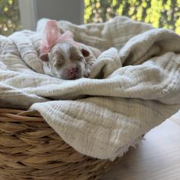 Maltipoo Puppies from Dream Puppies PNW