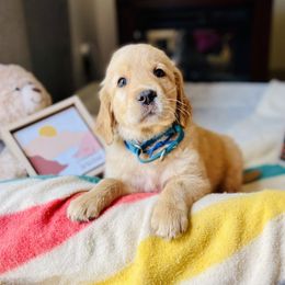Golden Retriever Puppies from TaylerMade Goldens