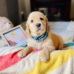 Golden Retriever Puppies from TaylerMade Goldens