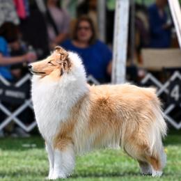 Dora - Collie