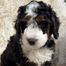 Timmy - Tri-color male Bernedoodle puppy in Portland, Oregon from Sandy Creek Bernedoodles