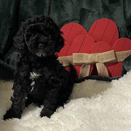 Orange Collar - Black male Poodle puppy in Macon, Georgia from Mystic Mini Poodles