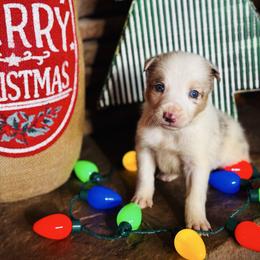 Latch x Lassie - Girl 1 - Red merle - Red merle female Border Collie puppy in Minden, Iowa from Rocking N Registered Border Collies & Labradors