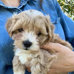 Teddy - Parti male Maltipoo puppy in Charles City, Virginia from Historic triangle doodles
