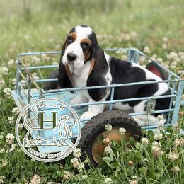 Raspberry - Black white and brown female Basset Hound puppy in Konawa, Oklahoma from Circle H Basset Hounds
