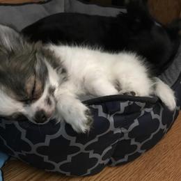 Chihuahua Puppies from HaloHavenChihuahuas