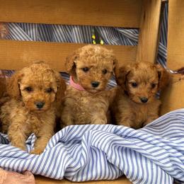 Cavapoo puppies from Cinda's Cavapoos
