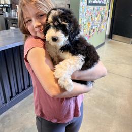 Bernedoodle Puppies from Big Sky Bernedoodles
