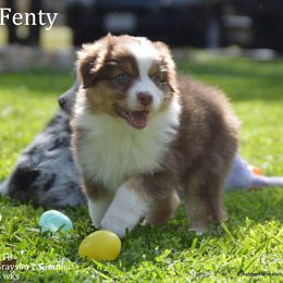 Australian Shepherd, Mastiff, and Miniature American Shepherd Puppies from Ashber Farm