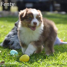 Australian Shepherd, Mastiff, and Miniature American Shepherd Puppies from Ashber Farm