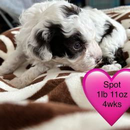 Spot - Brown female Poodle puppy in Mineral Wells, Texas from S.H.A.R.P.’s Toy Poodles