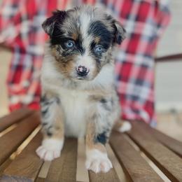 Girl 2 - Blue merle female Australian Shepherd puppy in Smithville, Arkansas from Harris Farms and Aussies