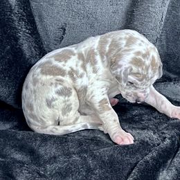 Light Blue - Harlequin male Great Dane puppy in Aspers, Pennsylvania from Elja Danes
