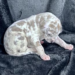 Light Blue - Harlequin male Great Dane puppy in Aspers, Pennsylvania from Elja Danes