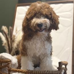 Charlie micro mini - Red  male Goldendoodle puppy in Bristol, Tennessee from 4goldendoodles