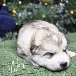 Noel - Sable and white female Alaskan Malamute puppy in Brookwood, Alabama from Sunset Malamutes
