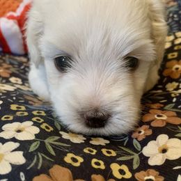 Coton de Tulear Puppies from Catawba Cotons