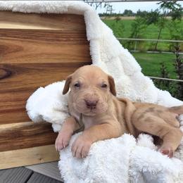 Roulette - Chocolate female Great Dane puppy in Arpin, Wisconsin from Arpin Great Danes