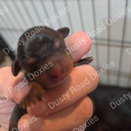 Theodore - Blue and tan male Dachshund puppy in Blanchard, Oklahoma from Dusty Road Doxies