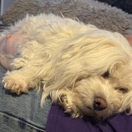 Shea - Coton de Tulear