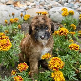 Bernedoodle and Whoodle Puppies from Genesis Family Farm