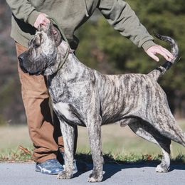 Ch Blue de Rey Gladiador - Perro de Presa Canario