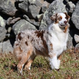 Faye - Australian Shepherd