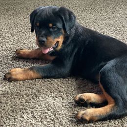 Rottweiler Puppies from Vom Allegiance Haus