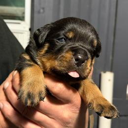 Bane - Black and mahogany male Rottweiler puppy in Ridgeland, South Carolina from VHK Rottweilers