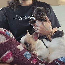 French Bulldog puppies from Shameless Bulldogs LLC