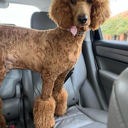 Louis - Poodle