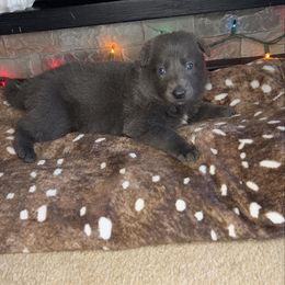 Purple color - Gray female German Shepherd puppy in Marion, Ohio from Legacy K9’s